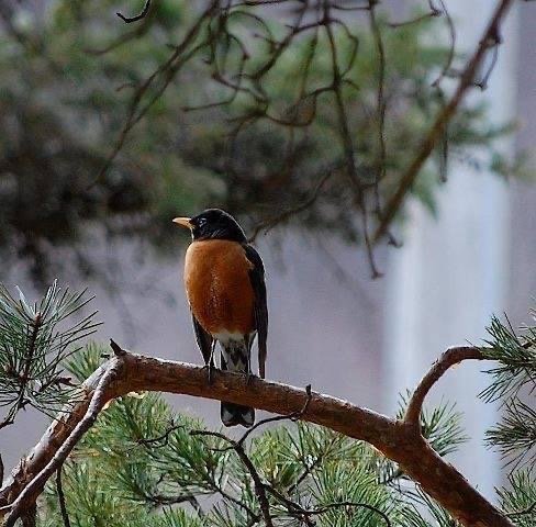 I recently spotted my first robin, and while they may not be my favorite, they are truly the harbinger of all things spring.